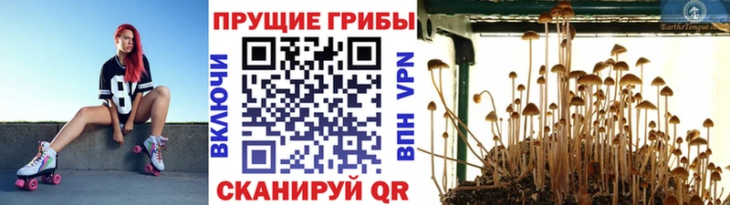 Галлюциногенные грибы ЛСД  darknet Telegram  Петровск-Забайкальский  blacksprut вход 